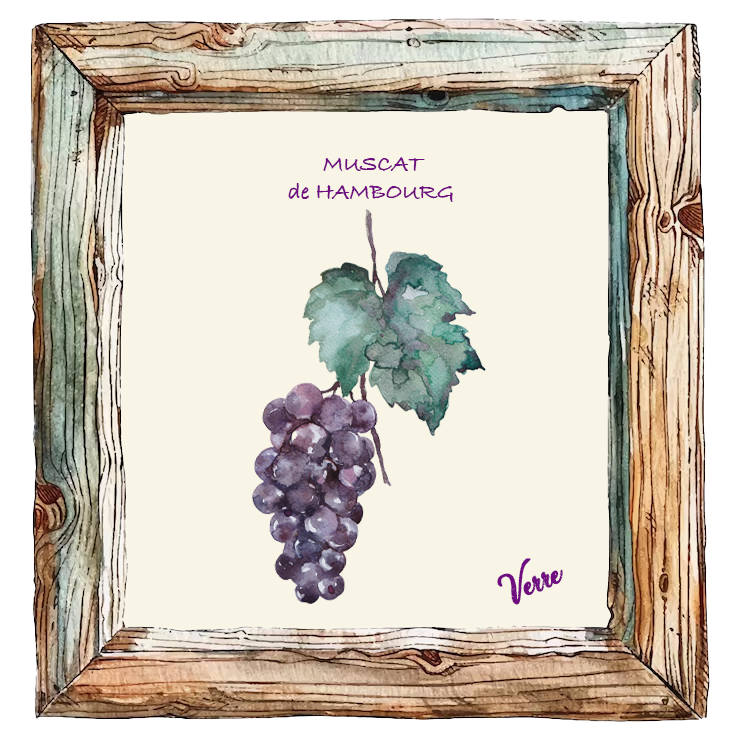 Muscat de Hambourg
