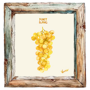 Muscat de Hambourg