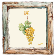 Muscat de Hambourg
